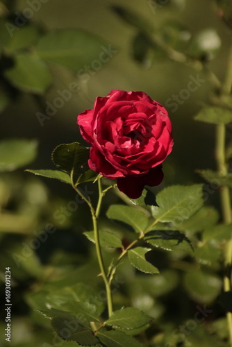 red rose in garden