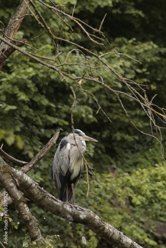 gray heron