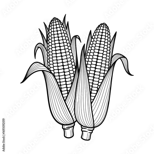 Vector art of hand drawn corn cobs, a detailed illustration perfect for adding a rustic touch to your designs