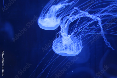 jelly fish