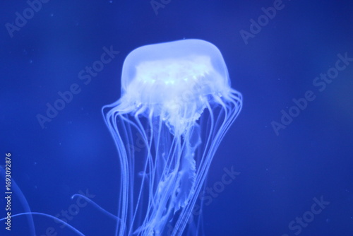 jelly fish
