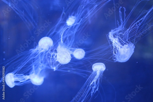 jelly fish in the water