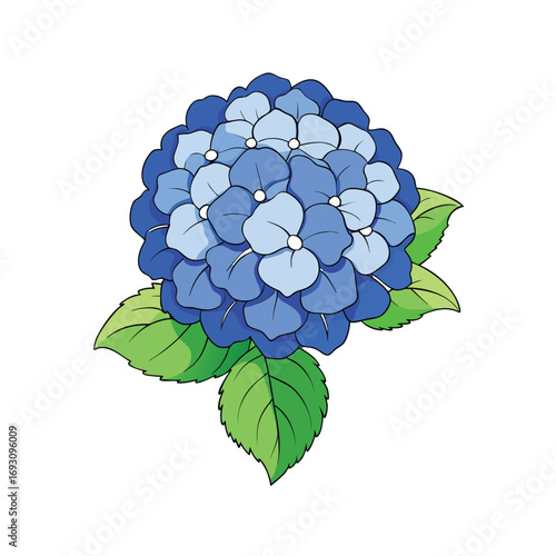 Vibrant blue hydrangea blossom with lush green leaves on a clean white background