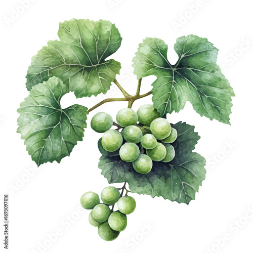 Stuffed Grape Leaves, watercolor clipart vector, isolated on a white background.