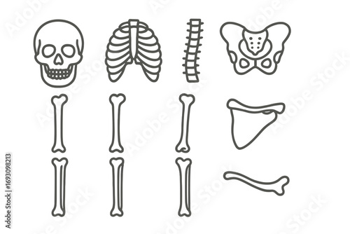 Human Bone Icons. Line style icons of human bones: skull, ribcage, spine, pelvis; femur, humerus, radius, ulna; tibia, fibula,