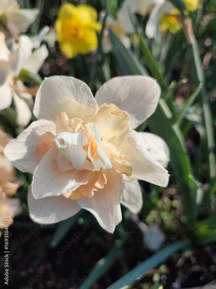 Fototapeta premium Blooming flower daffodil variety Delnashaugh with white pink petals with stamens and drops of morning dew on background of narcissus flowers and growing in ground in garden meadow, sunny spring day