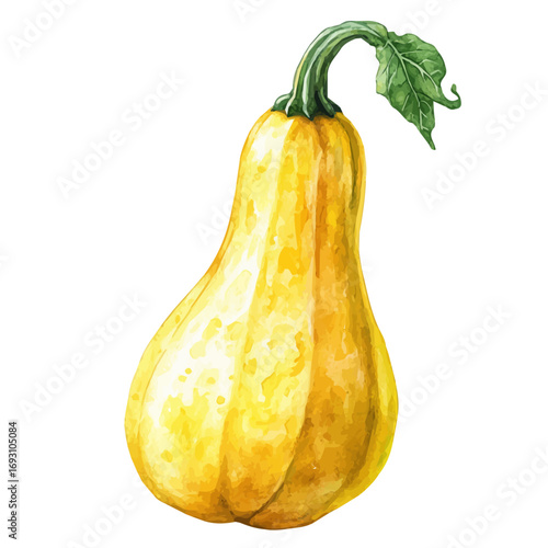 Squash, watercolor drawing vector, isolated on a white background.
