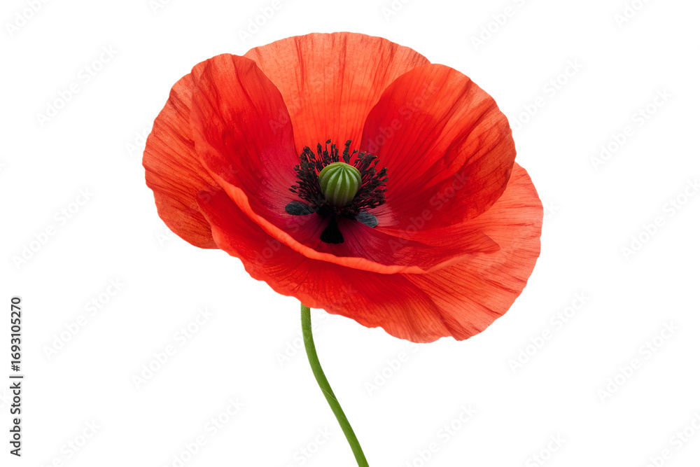 Fototapeta premium A single vibrant red poppy flower with delicate petals and a dark center, showcasing its beautiful, colorful bloom on a slender green stem, isolated on a clean white background