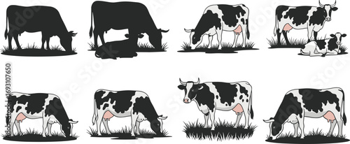 Dairy cow illustration, farm cattle vector, grazing livestock artwork, rural animal drawing, black and white cow design, agriculture