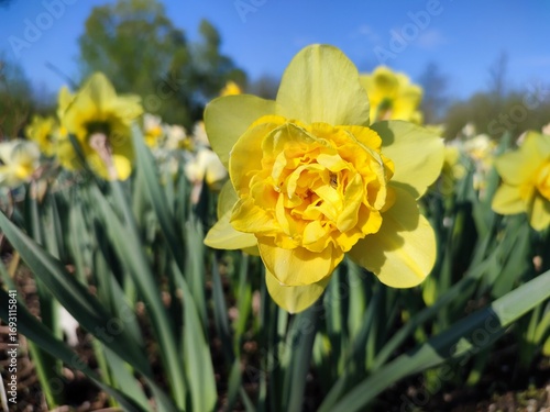 Billede på lærred Beautiful blooming narcissus flower on sunny spring day