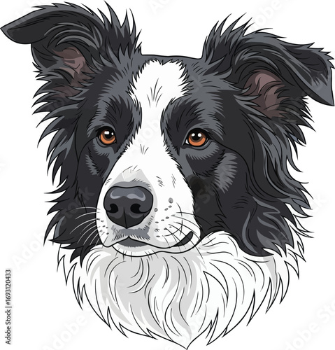Border Collie dog face cute headshot portrait vector illustration