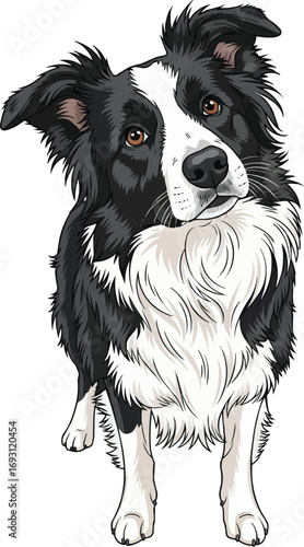 Border Collie dog standing tilting head curious vector illustration