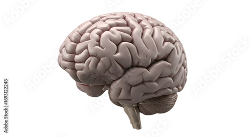 A detailed 3d render of the human brain, isolated on a transparent background, showcasing its intricate structure and convolutions