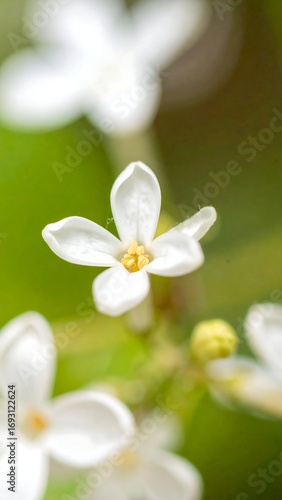 Close-up of small, delicate white flowers
