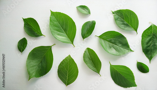 Falling Green Leaves On A White Background In Soft Natural Light