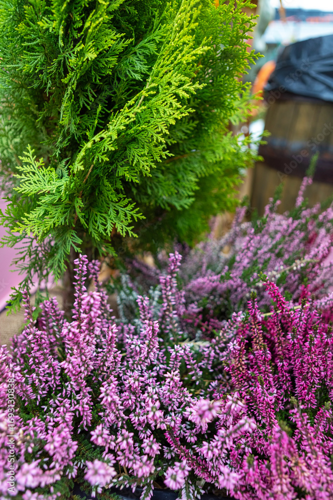 Obraz premium Fresh Pink Heather Flowers and Green Thuja Branches Creating Natural Floral Background