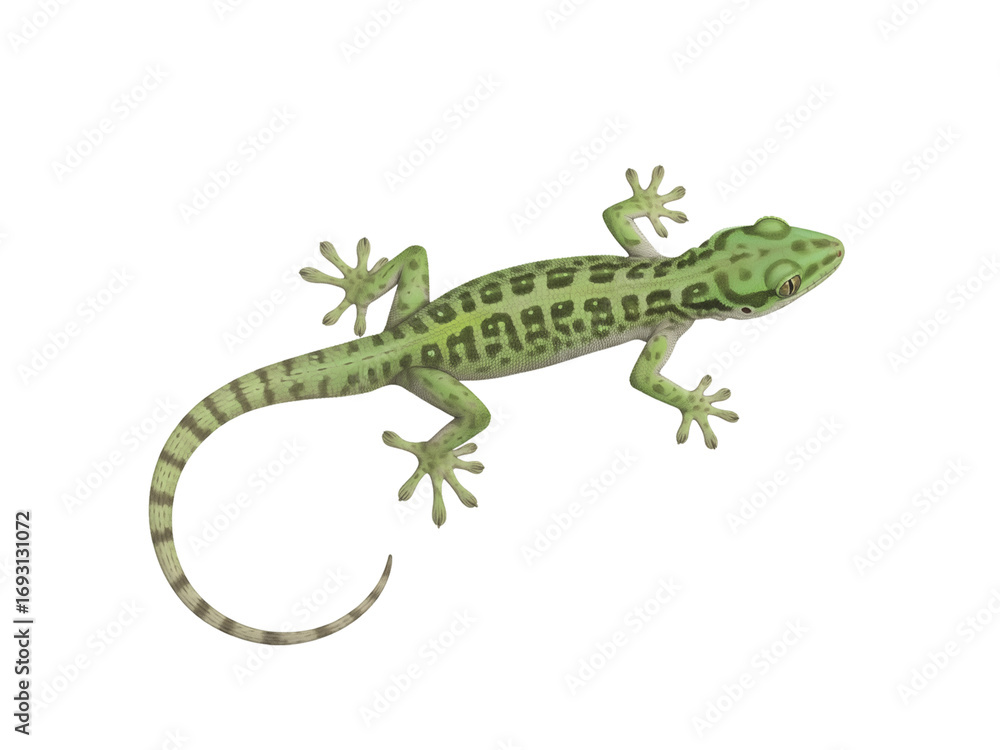 Naklejka premium Detailed Green Gecko Illustration, Top-Down View of a Tropical Spotted Lizard Reptile with Striped Tail, Isolated Wildlife Animal Clipart on White Background