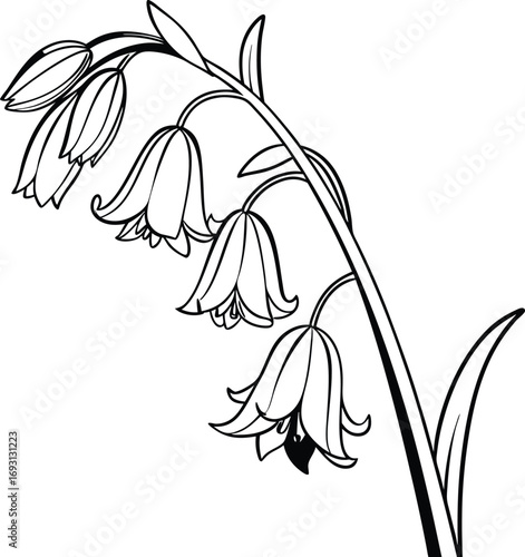 Simple clean line drawing of a bluebell flower in minimalist style