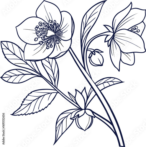 Simple elegant hellebore flower line drawing illustration
