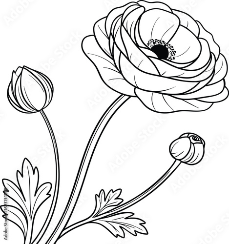 Elegant minimal ranunculus flower outline drawing for floral designs