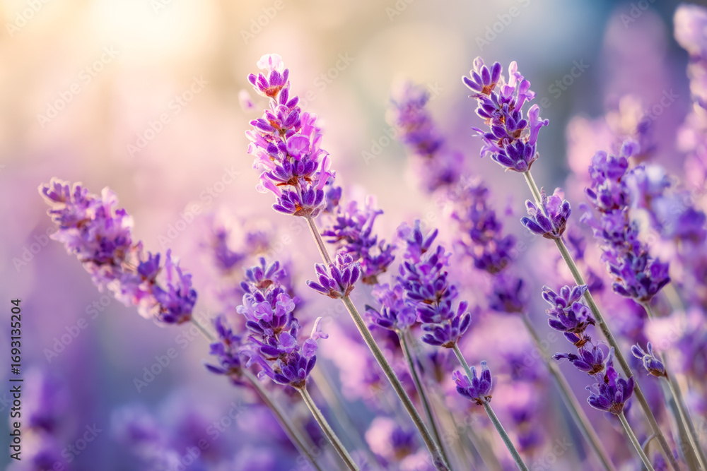 Fototapeta premium Gentle blooming lavender field under soft sunlight