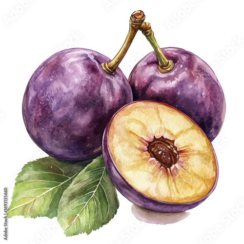 Plum, watercolor painting vector, isolated on a white background.