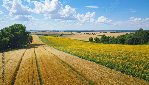 Aerial view of wheat and sunflower fields