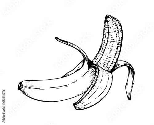 Hand drawn peeled banana illustration in black line art on white background. Vector illustration. Ink line draw vector. Drawing engraving illustration