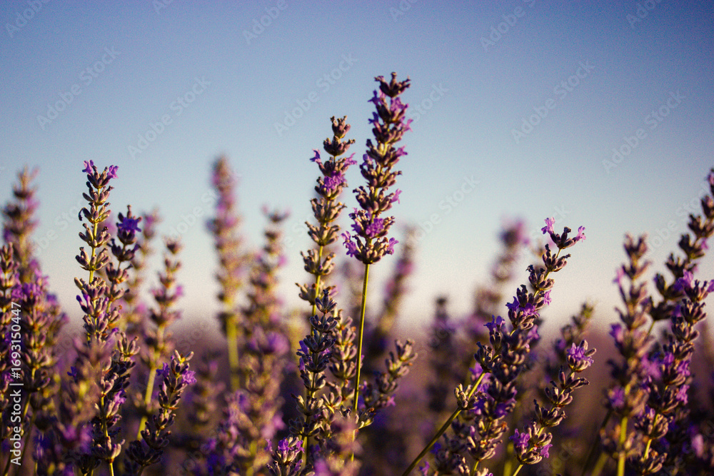 Fototapeta premium Lavender Field in Bloom. Close-up shot of lavender flowers, bathed in warm sunlight, against a soft blue sky. The vibrant purple hues create a peaceful scene. Ground level shot of a summer meadow.