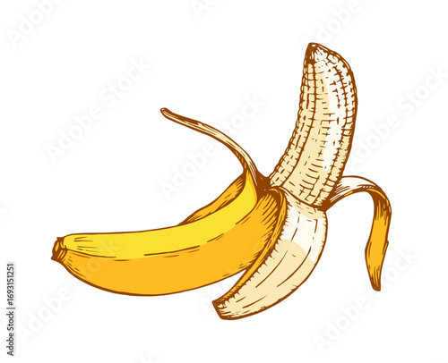 Ripe peeled banana illustration in vintage engraving style, colorful drawing on white background