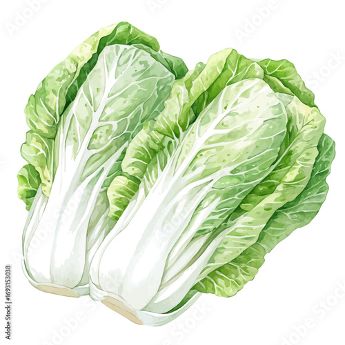 Napa Cabbage, watercolor drawing vector, isolated on a white background.