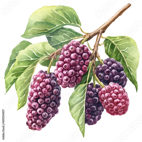 Mulberry, watercolor clipart vector, isolated on a white background.
