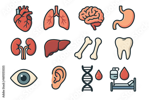 Colorful icons of human anatomy: heart, lungs, brain, stomach, and more