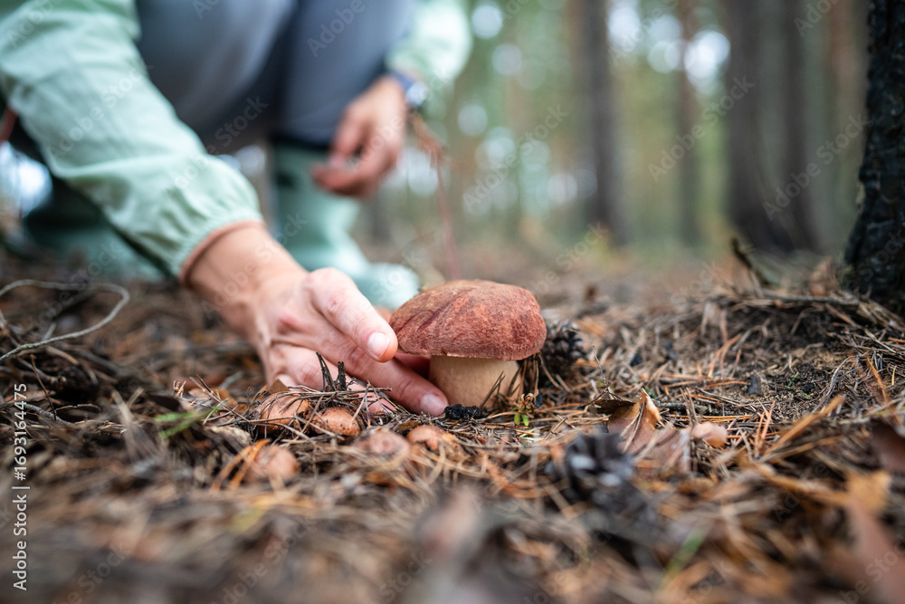 Φωτογραφία Hands of woman picking edible porcini mushroom, close-up