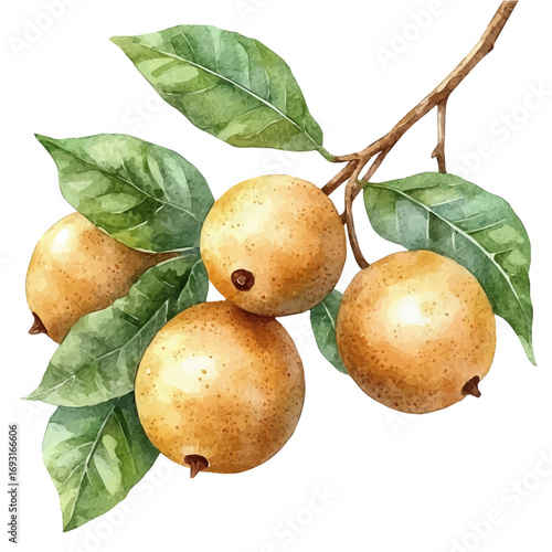Longan, watercolor painting vector, isolated on a white background.