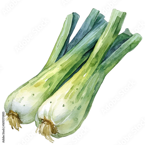 Leek, watercolor painting vector, isolated on a white background.