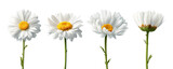 Four stages of a white daisy