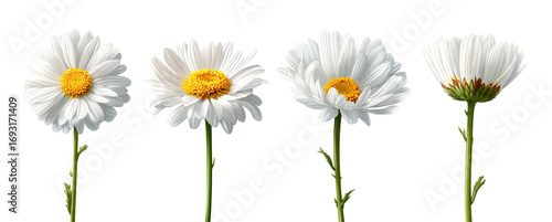 Four stages of a white daisy