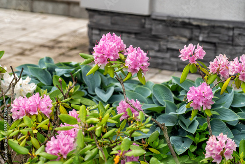 Wallpaper Mural Vibrant pink rhododendron flowers and lush green hosta plants flourish in beautiful garden, set against modern stone wall and paved walkway, showcasing tranquil outdoor landscape. Torontodigital.ca