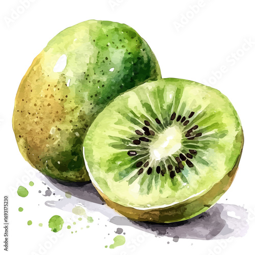 watercolor vector of Kiwi, isolated on a white background.