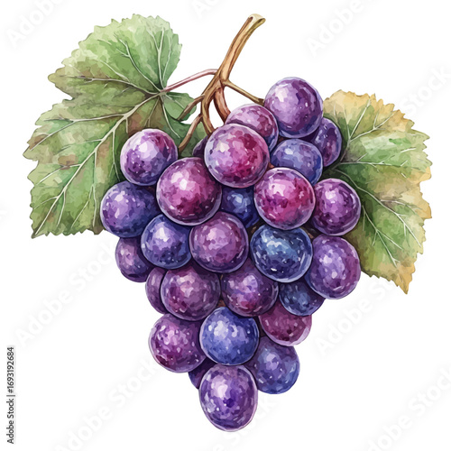 Grape, watercolor illustration vector, isolated on a white background.