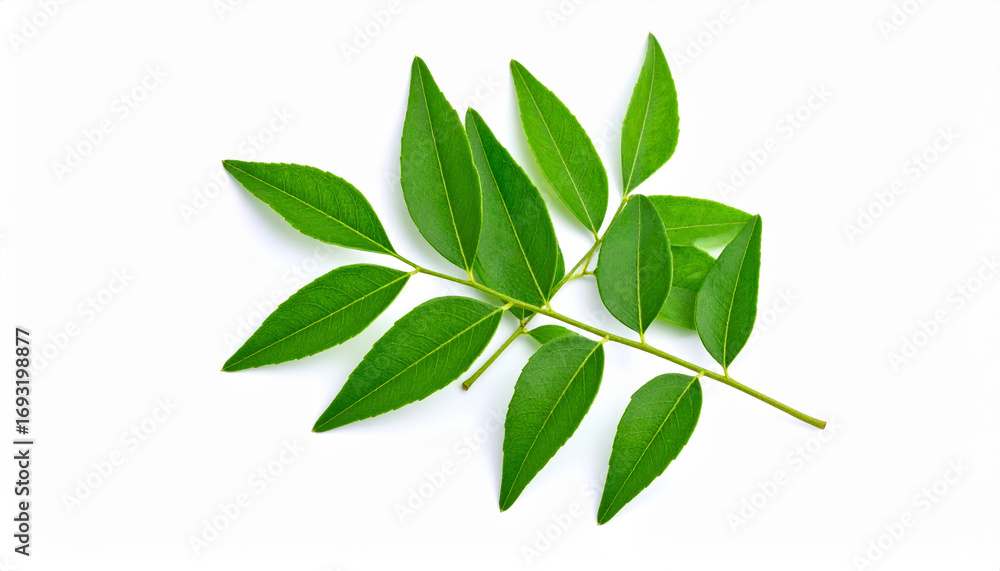 Naklejka premium Fresh curry leaves sprig, vibrant green foliage against a clean white backdrop