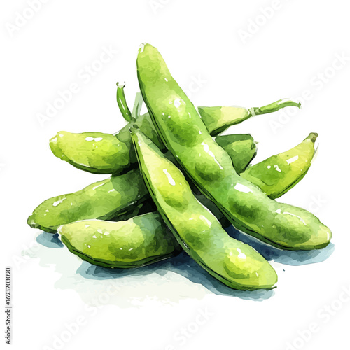 watercolor vector of Edamame, isolated on a white background.