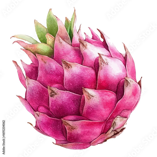 watercolor vector of Dragon Fruit, isolated on a white background.
