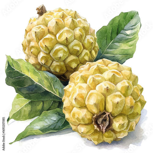 Custard Apple, watercolor illustration vector, isolated on a white background.