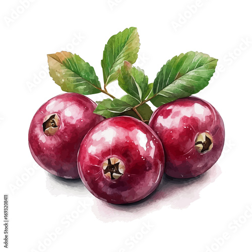 Cranberry, watercolor painting vector, isolated on a white background.