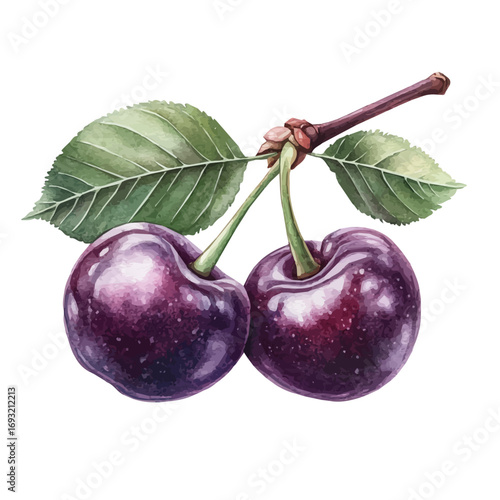 Cherry, watercolor drawing vector, isolated on a white background.