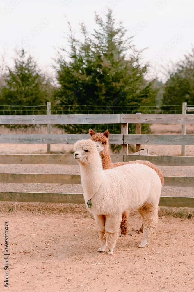 Fototapeta premium Adorable Alpacas on a Farm
