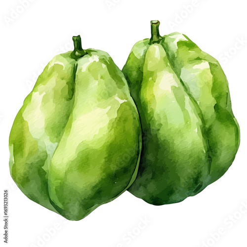 Chayote, watercolor painting vector, isolated on a white background.