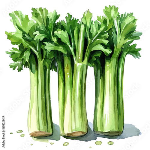 watercolor of Celery, vector, isolated on a white background.